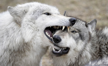 Wolf muzzle grab